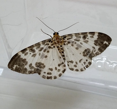 Pogonopygia nigralbata