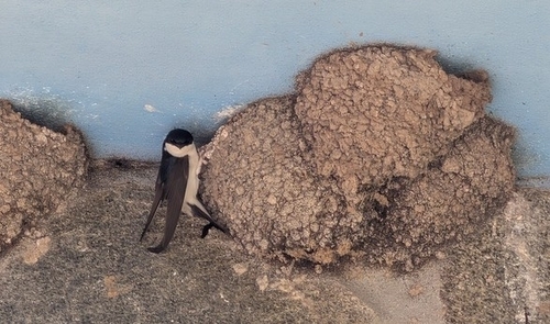 Western House Martin
