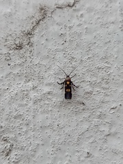 Eretmocera impactella