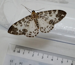 Pogonopygia nigralbata