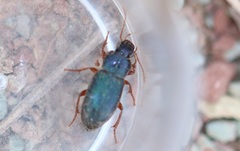 Ophonus azureus