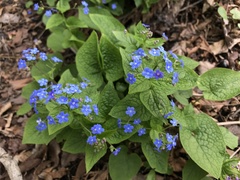 Brunnera macrophylla