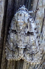 Acronicta ovata