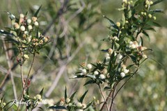 Cephalanthus glabratus