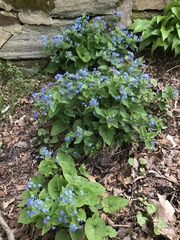 Brunnera macrophylla
