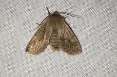 Eupsilia vinulenta