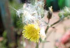 Sonchus oleraceus