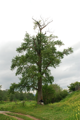 Populus suaveolens iNat (3)