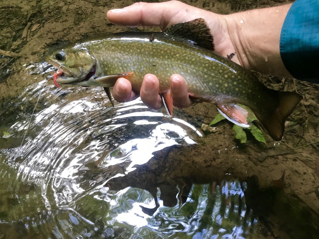 Brook Trout from George Washington & Jefferson National Forests, Sugar ...