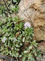 Globularia