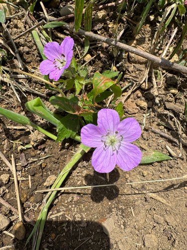 Cranesbill