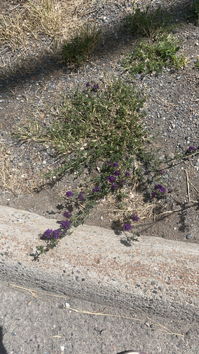 Alfalfa
