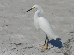 Egretta thula image