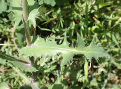 Sonchus oleraceus
