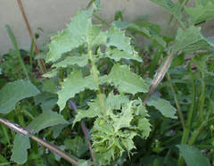 Sonchus oleraceus