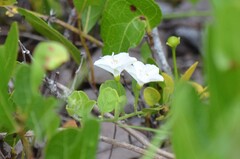 Jacquemontia reclinata