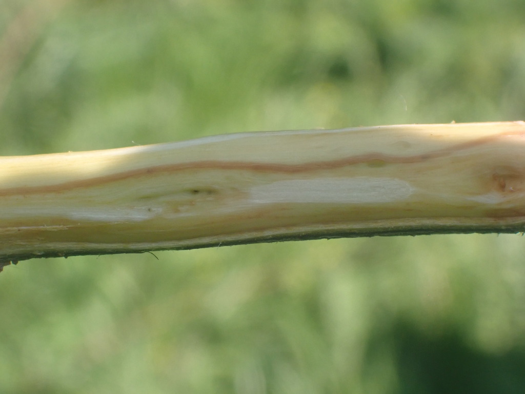 Phytobia cerasiferae