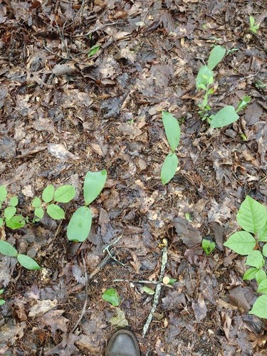 Convallaria pseudomajalis (Convallaria pseudomajalis)