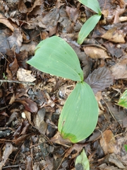 Convallaria pseudomajalis, photograph (c) Daniel Beevers, some rights reserved (CC BY)