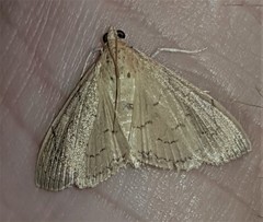 Hyalobathra crenulata