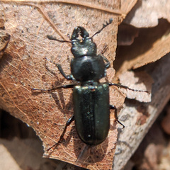 Platycerus quercus