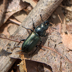 Platycerus quercus