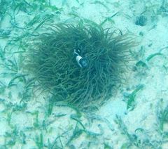 Macrodactyla doreensis