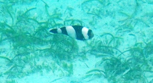brownsaddle clownfish