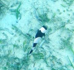 Amphiprion polymnus