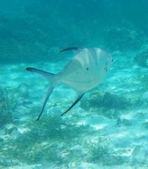 Trachinotus baillonii
