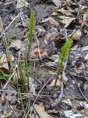 Equisetum pratense