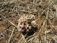 Euphorbia radians