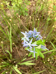 Amsonia