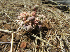 Euphorbia radians
