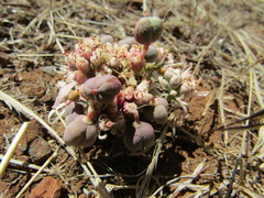 Euphorbia radians