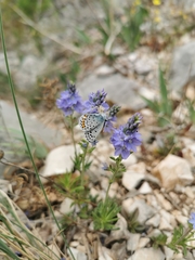 Pseudophilotes vicrama
