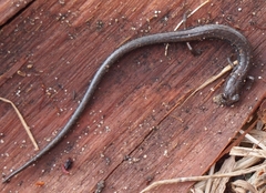 Batrachoseps gavilanensis