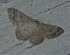 Idaea pilosata