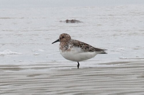 Sanderling