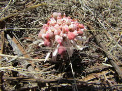Euphorbia radians