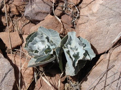 Asclepias nummularia