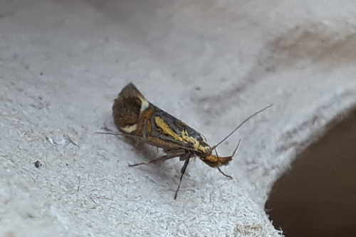 Alabonia herculeella