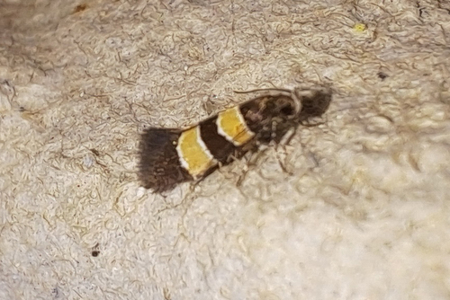 Goidanichiana jourdheuillella
