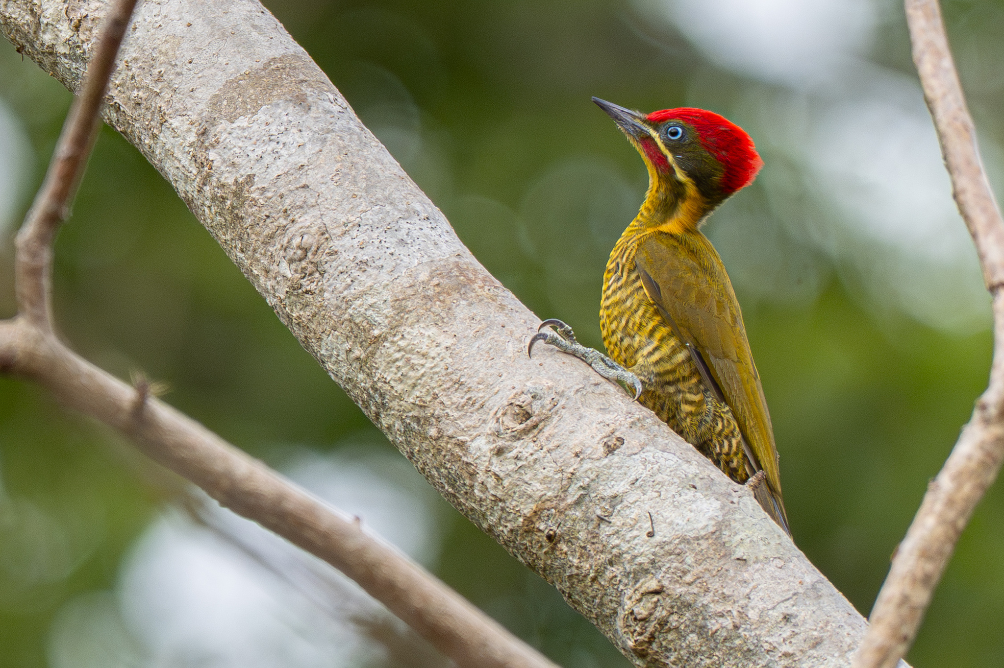 Golden-green Woodpecker (Piculus chrysochloros), photo 6