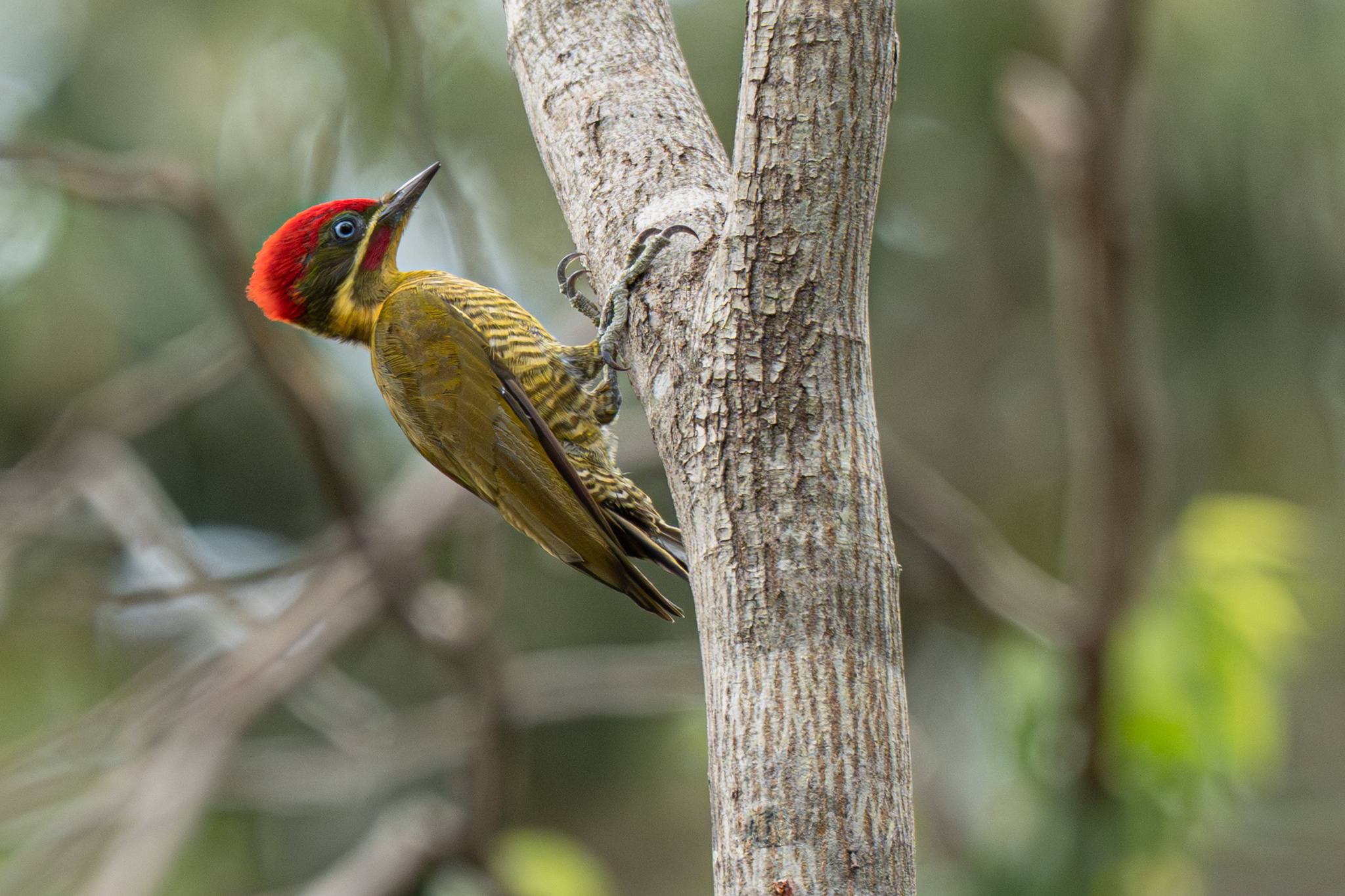 Golden-green Woodpecker (Piculus chrysochloros), photo 7