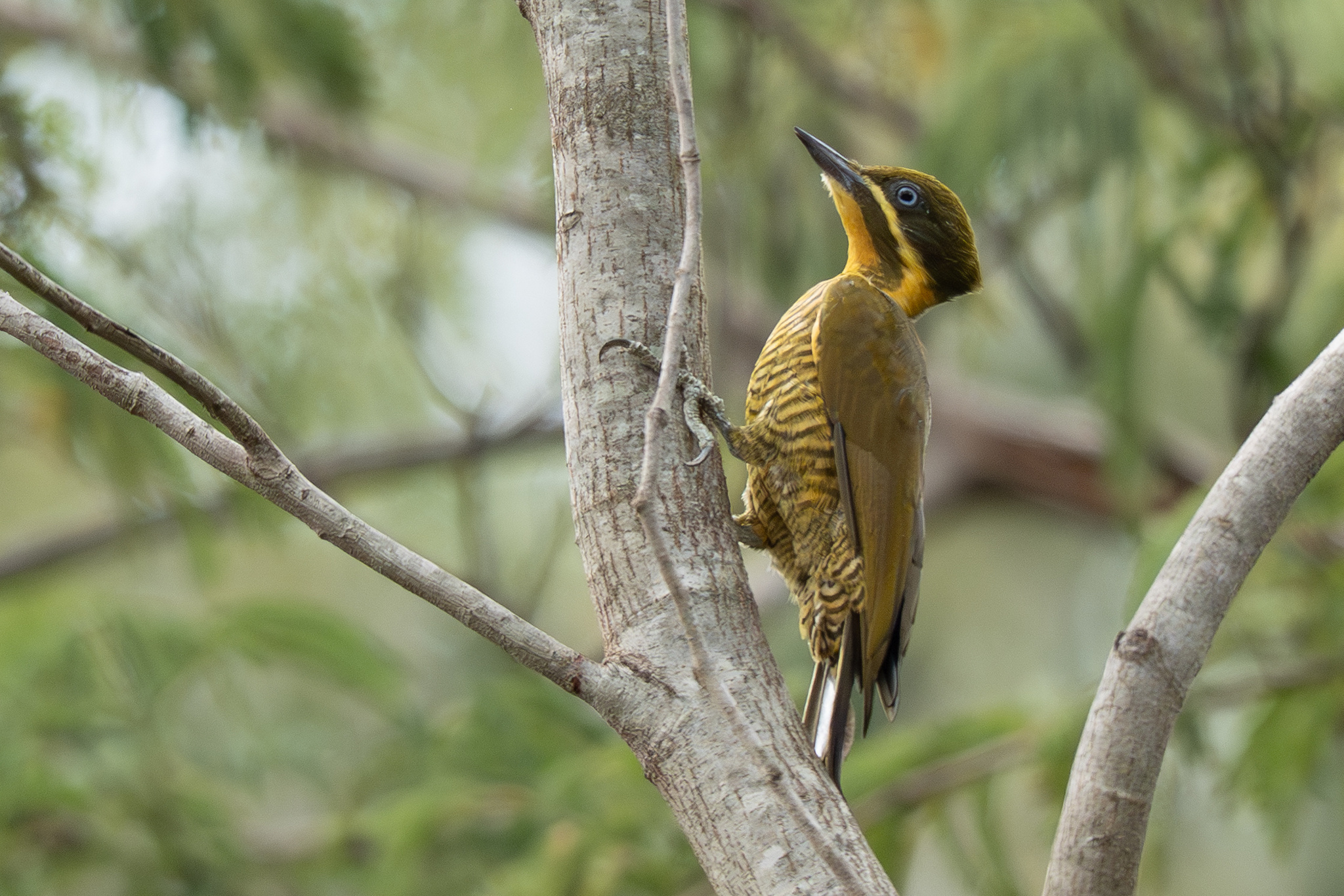Golden-green Woodpecker (Piculus chrysochloros), photo 8