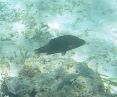 Oxycheilinus digramma