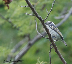 Pogoniulus chrysoconus
