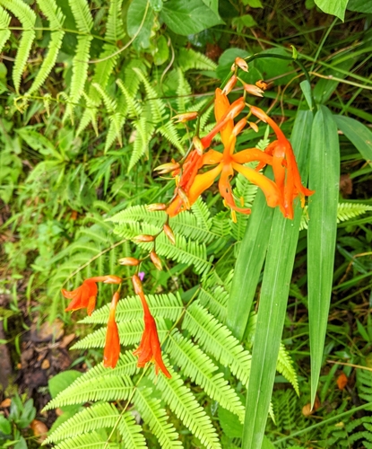 Crocosmia image