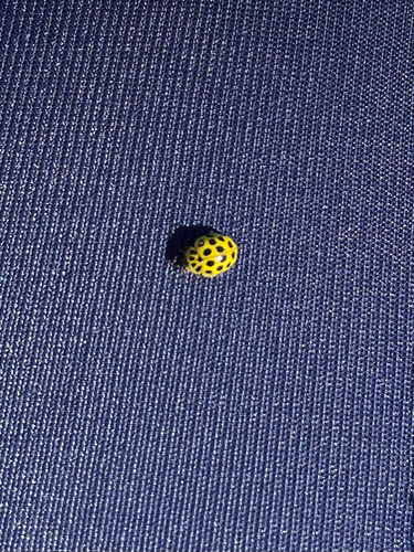 22-spot Ladybird